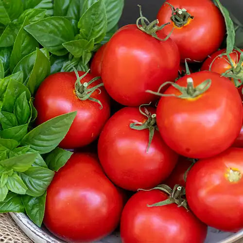 Free Seed Catalog Request Yours Today Gurney's Seed & Nursery Co