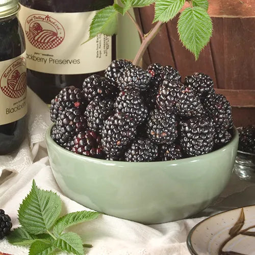 Spring Catalog Collection Gurney's Seed & Nursery Co.