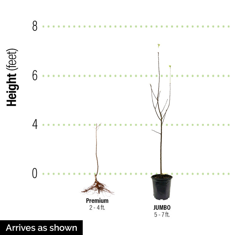 apple seed planting depth Pink Lady® Apple Tree