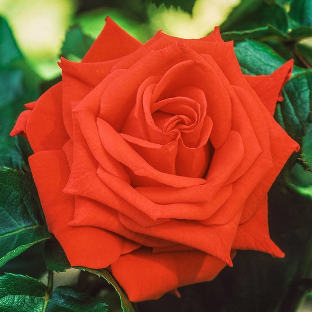 Tropicana Hybrid Tea Rose
