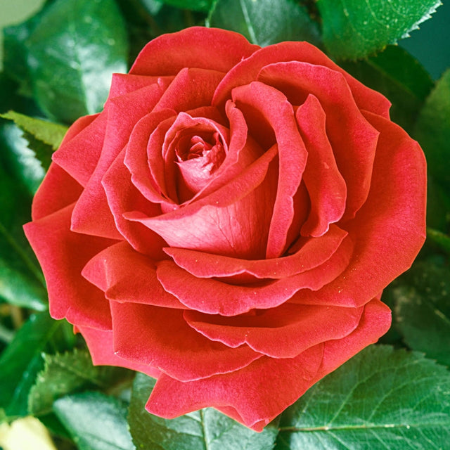 Tropicana Hybrid Tea Rose