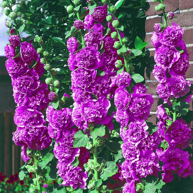 Chater's Double Violet Hollyhock