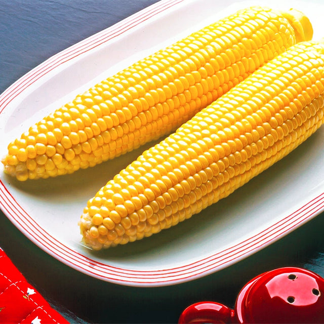 Bodacious RM Hybrid Sweet Corn Seed (se)