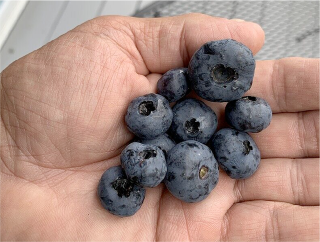 Ka-Bluey® Northern Highbush Blueberry Plant