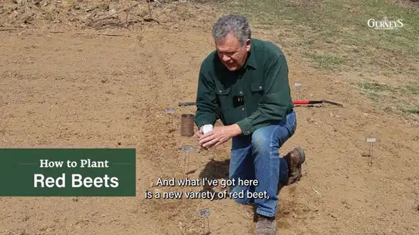 Planting Beet Seeds with Niles
