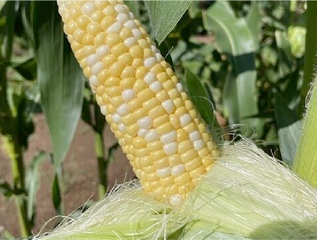 Simply Irresistible® Hybrid Sweet Corn Seed