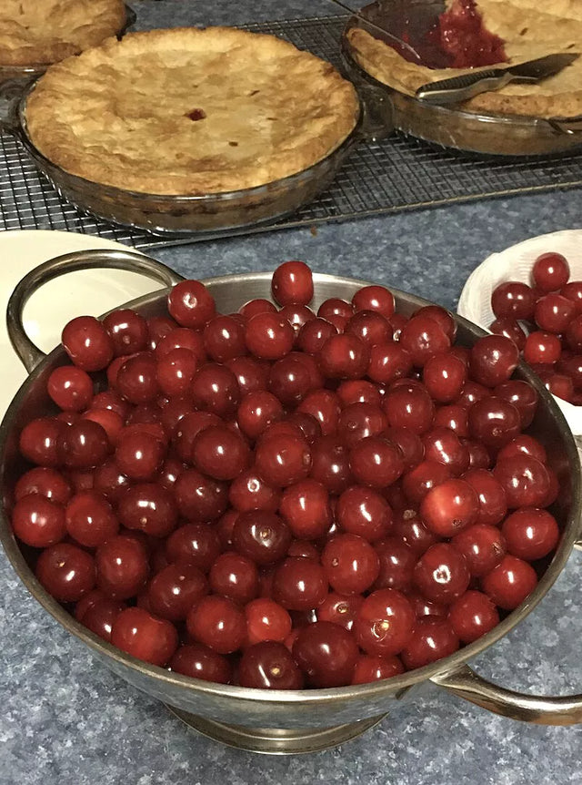 Juliet™ Cherry Bush