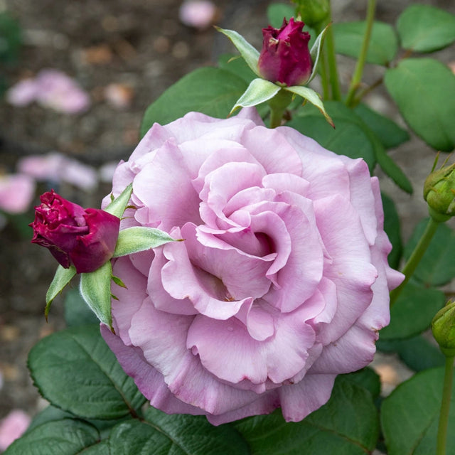 Neptune™ Hybrid Tea Rose