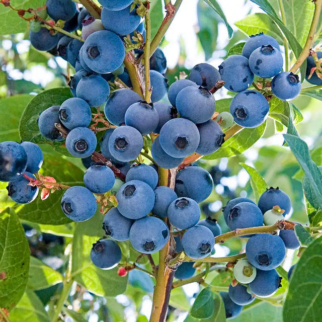 Plants Under $25