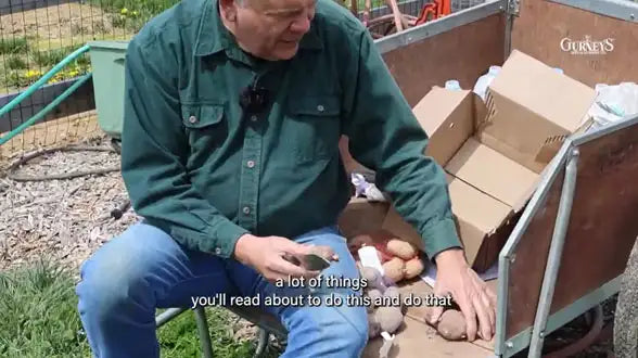 Planting Potatoes with Niles