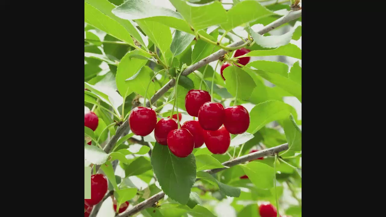 Wowza!® Bush Cherry | Gurney's Seed & Nursery Co.