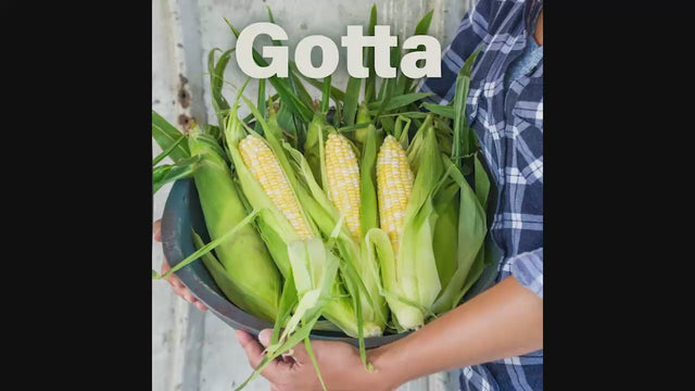 Gotta Have It® Hybrid Sweet Corn Seed | Gurney's Seed & Nursery Co.