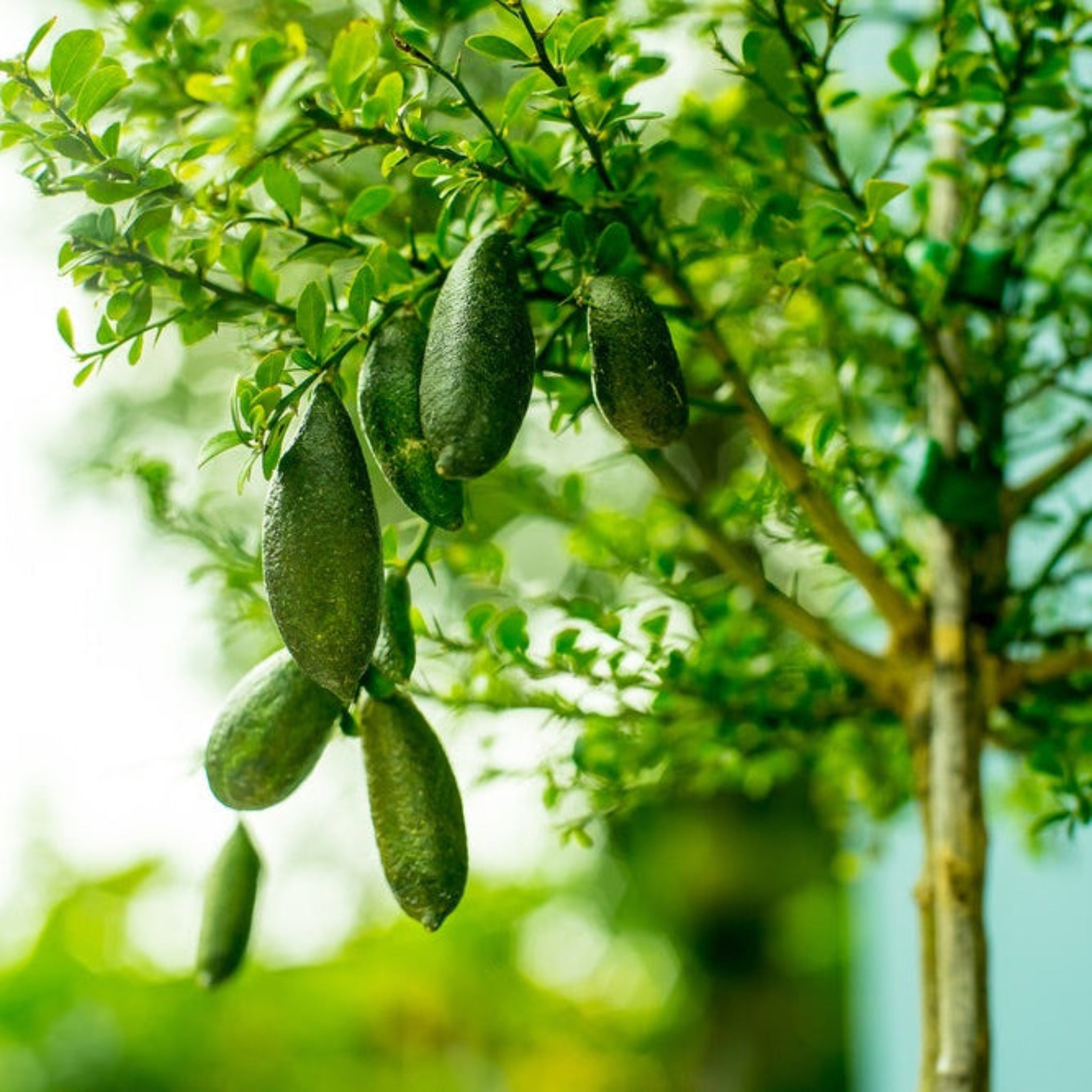 lime plant from seed Australian Finger Lime Tree – Gurney's Seed & Nursery Co