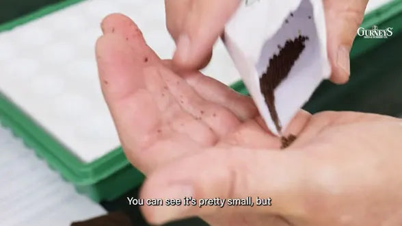 The Best Way to Start Seeds Indoors with Niles