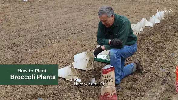 Transplanting Broccoli Plants with Niles