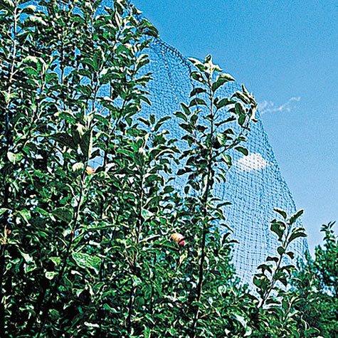 Garden netting can help deter birds from snacking in your garden.