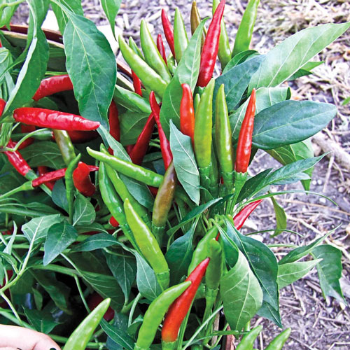 Extreme Hot /& Heavy Yield Thai Chilli Long Stem 20 Seeds