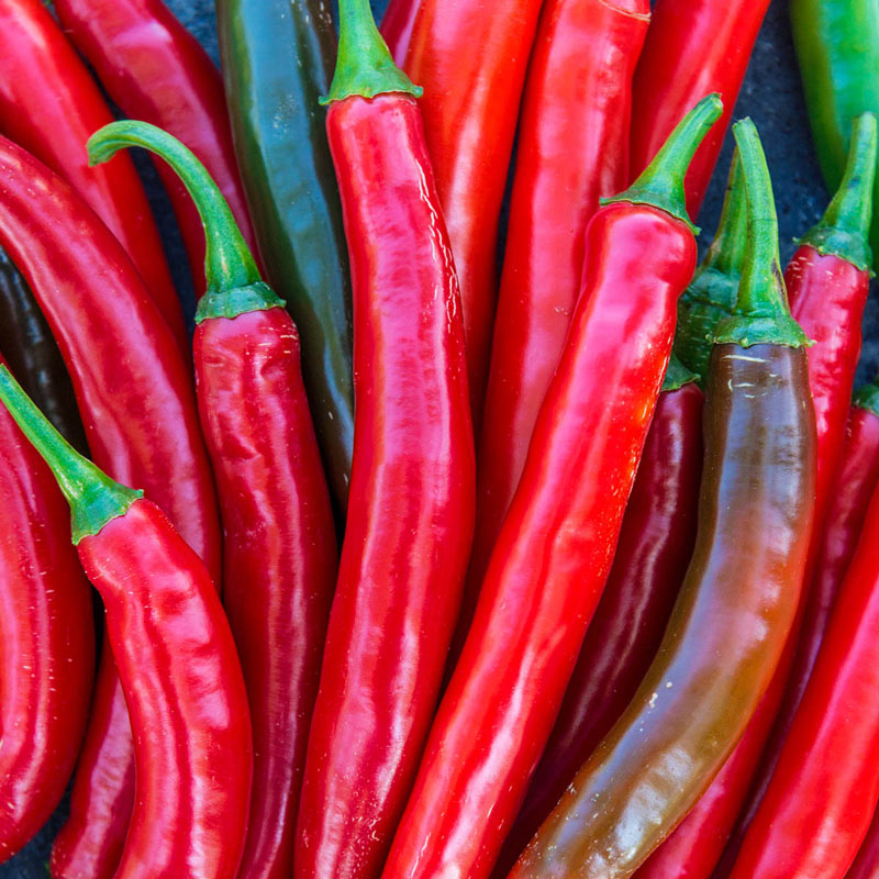 Gurney 's Salsa Hybrid Hot Pepper: Pepper Plants & Seeds