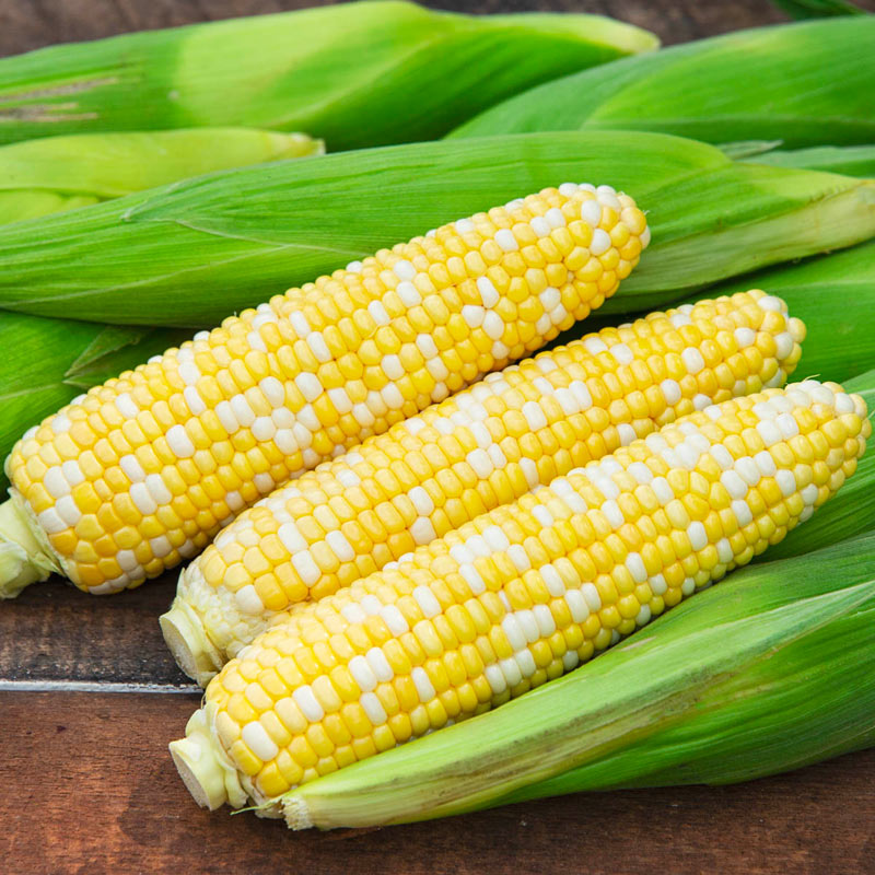Honey & Cream Sweet Corn Seeds Bi Color 2 Sweet creamy Flavors packed into ONE 