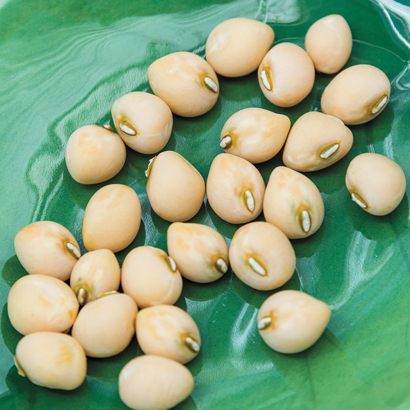 ½oz or 1oz Southern Peas Crowder Pea Treated Seeds Zipper Cream Cowpea Seed 