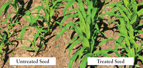 Untreated vs Treated Seeds