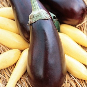 Twilight Hybrid Eggplant