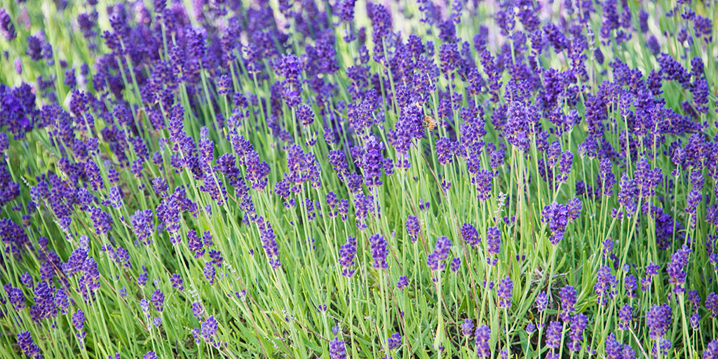 How to Grow Lavender - Gurney's Blog