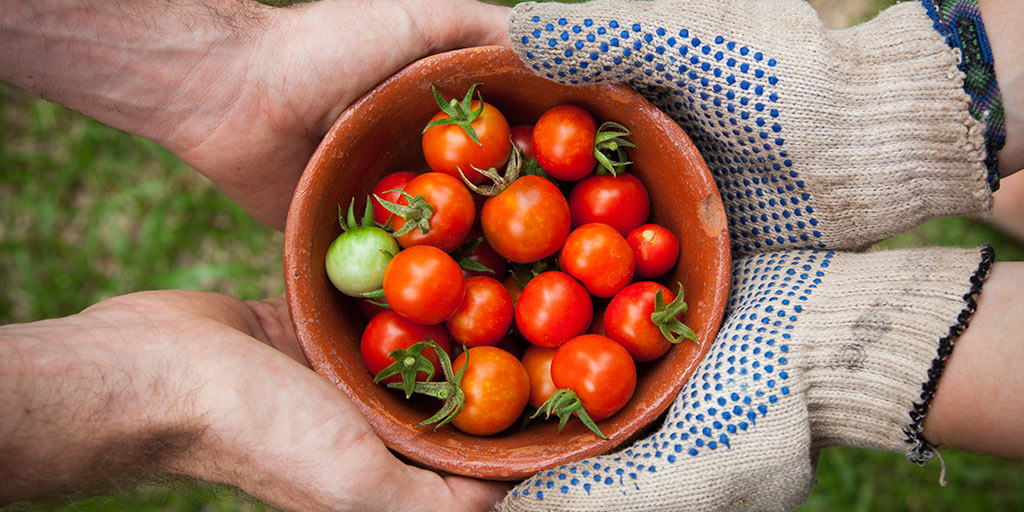 What is the Best Soil for Tomato Plants? - Gurney's