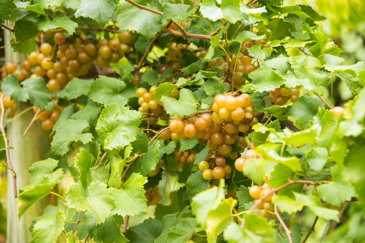 How to Grow and Care for Grapevines